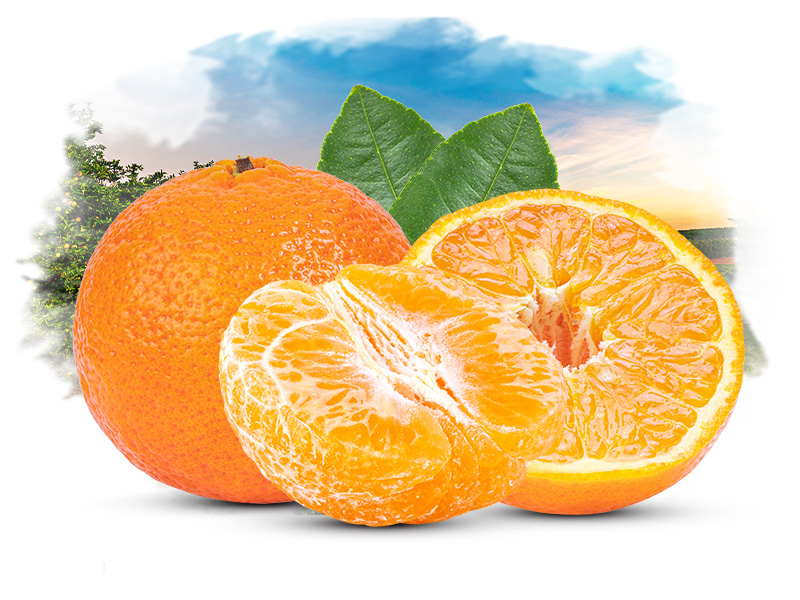 Mandalina