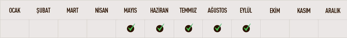 Kayısı, Sezon Bilgisi